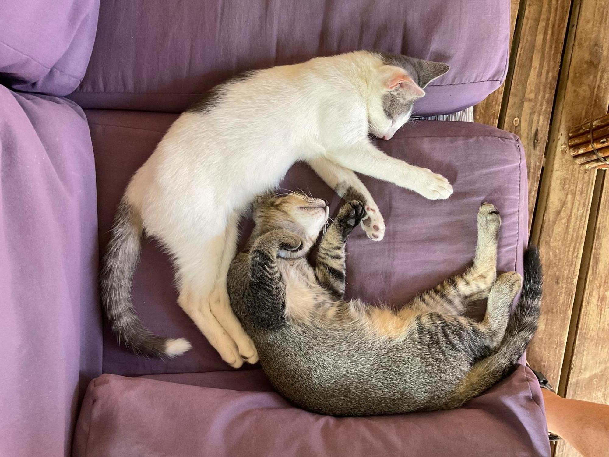 Vahaui Paradis Avatoru Luaran gambar